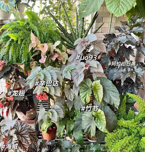 怎样治疗打蔫的海棠叶子（教你有效恢复海棠叶子的活力与健康）