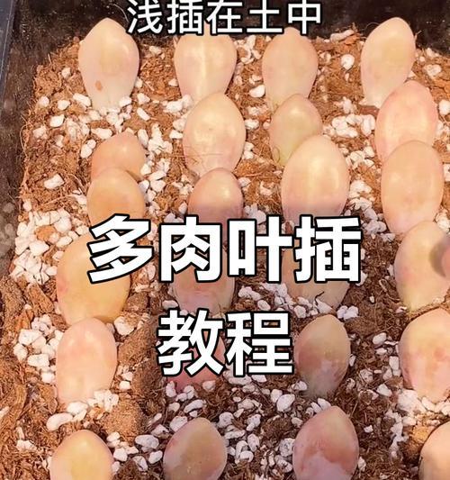 如何养护多肉植物的秘诀（养护技巧、环境要求与繁殖方法一览）