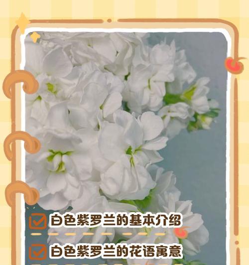 紫罗兰花苗种植全攻略（从种子到开花，打造自家紫罗兰花园）