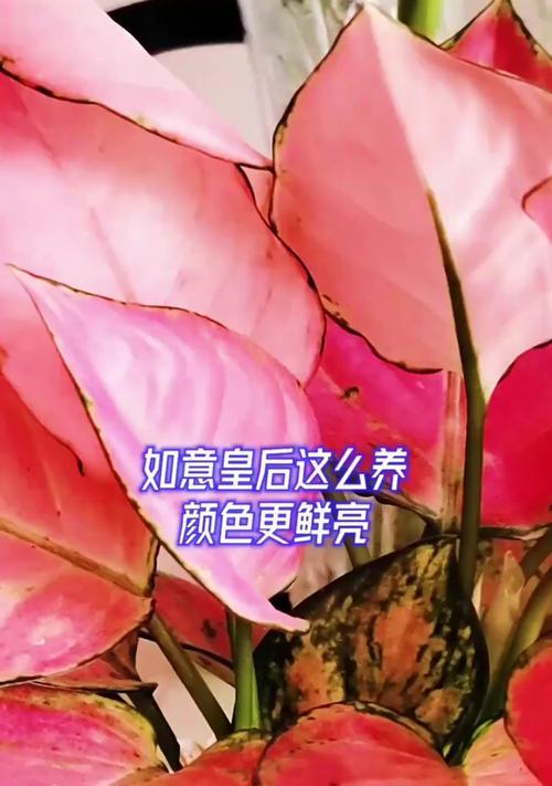 如何培养一位如意皇后（以修身、齐家、治国、平天下为核心，打造完美的皇后形象）