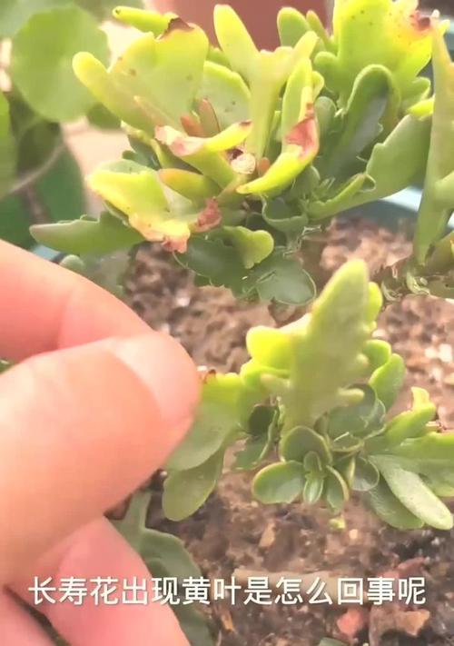 长寿花掉黄叶的原因及解决办法（长寿花黄叶问题解析与护理技巧）