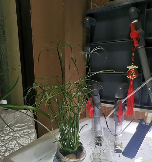 水竹风车的养护之道（打造清新绿色空间，享受自然之美）