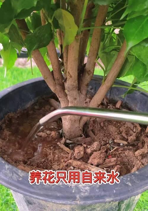 提高弱小植物的施肥技巧（让弱小植物健康成长的关键肥料选择与施用方法）