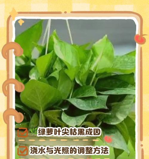 绿萝的叶子（鲜活、柔美，绿萝叶子的奇妙世界）