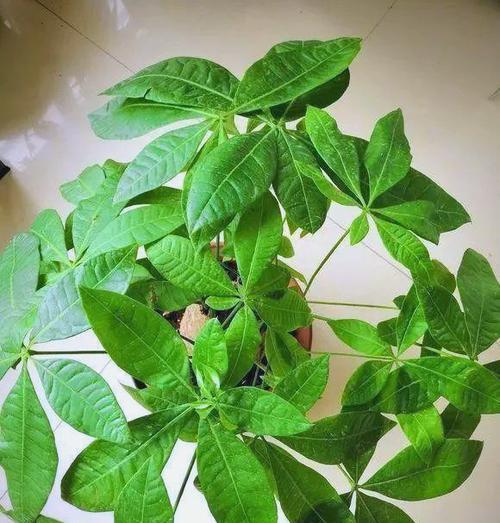 如何处理天气寒冷导致发财树叶子发黄问题（冬季护理技巧，让发财树重现翠绿）