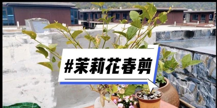 茉莉修剪的技巧与方法（打造爆炸式的茉莉花园）