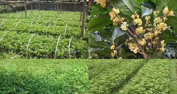 夏季桂花树的生长管理指南（关于如何正确管理刚发芽的桂花树，让其在夏季茁壮成长）