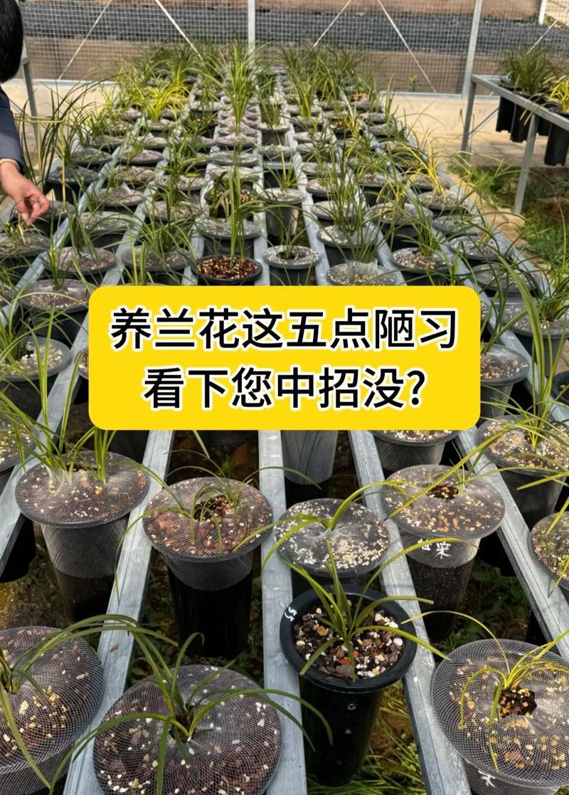 打造迷人的兰花花园，让兰花健康茁壮生长（兰花养护全攻略，照顾好每一片兰叶）