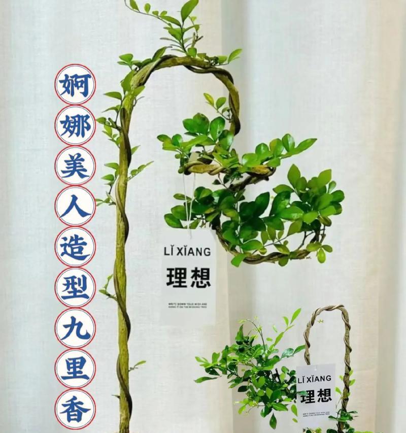 以九里香的叶子怎么繁殖？（简单易行的九里香叶子繁殖技巧）