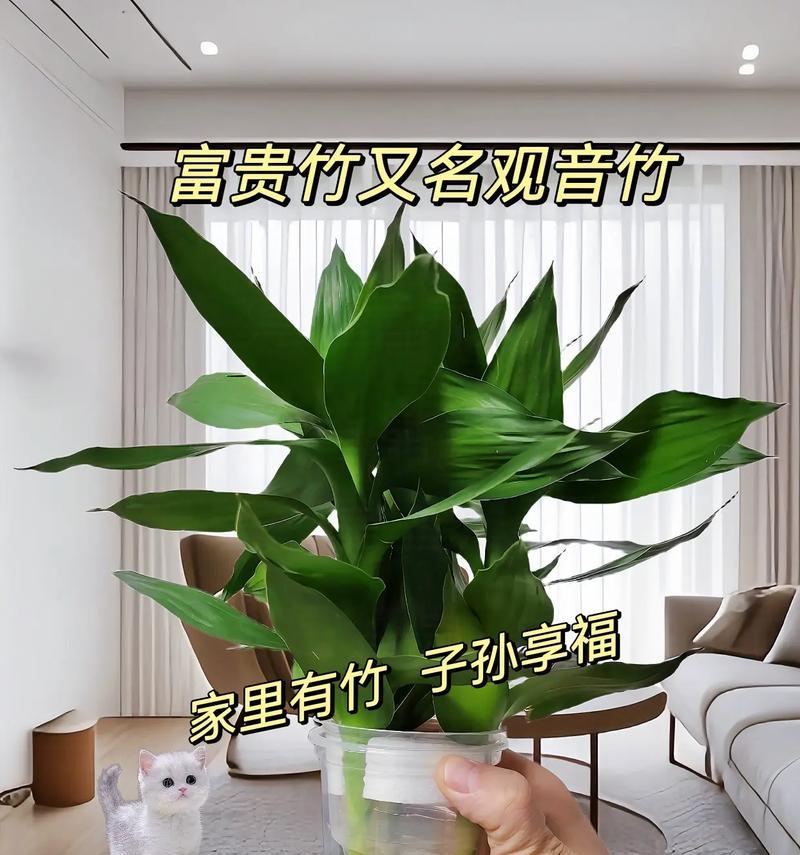 水养富贵竹的全面养护指南（掌握关键技巧，让你的富贵竹更旺盛）