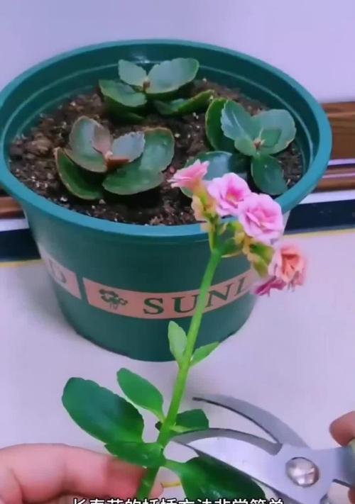 以长寿花怎么扦插才能成活？（掌握关键技巧，成功繁育长寿花）