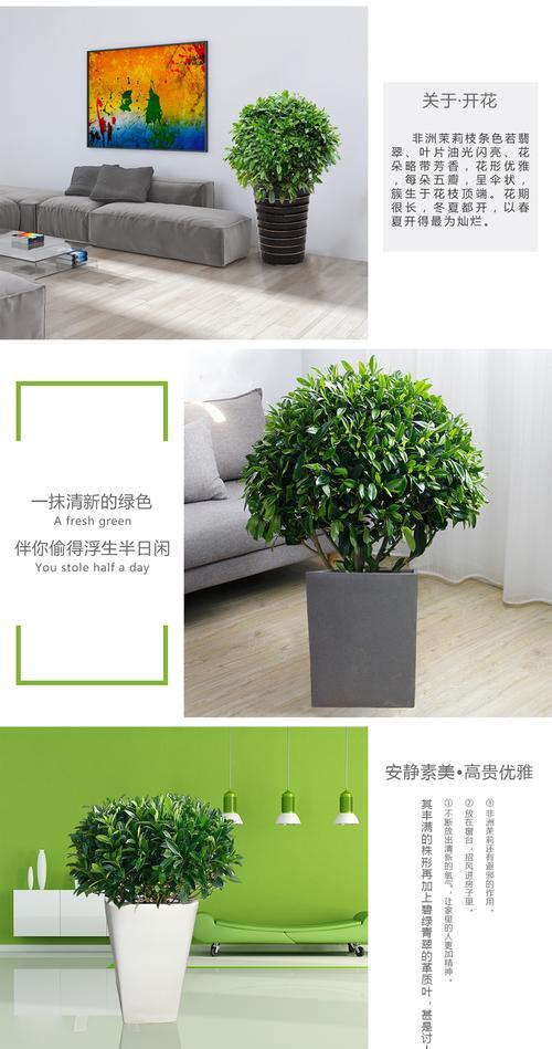 非洲茉莉枝条发软下垂的原因与处理方法（教你如何恢复非洲茉莉的枝条挺拔生长）