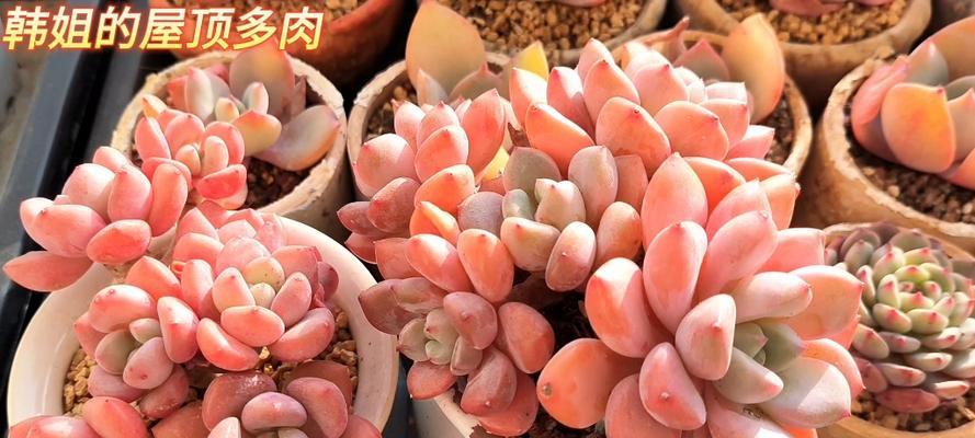 多肉植物枯萎后的抢救措施与恢复方法（如何有效处理已经脱水的多肉植物，保证其康复与生长）