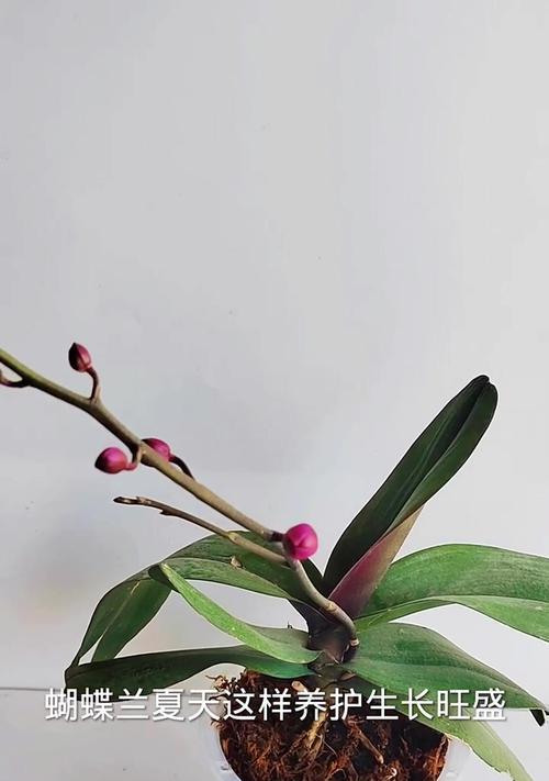 蝴蝶兰花的毒性与室内养护（解析蝴蝶兰花的毒性成分及适宜养护环境）