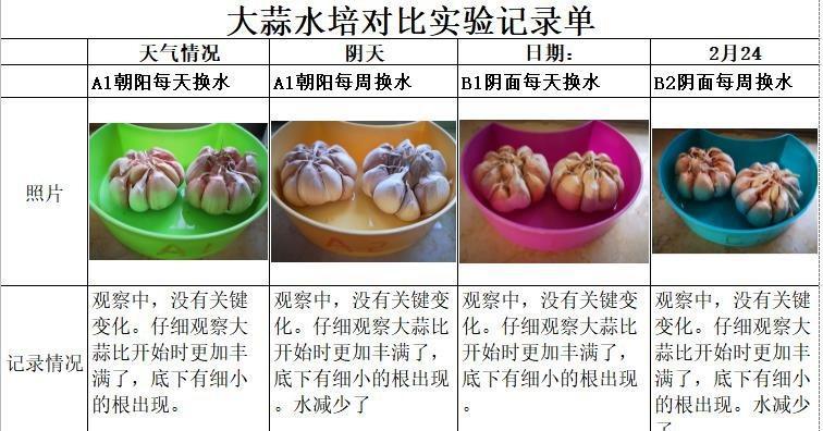 以水培大蒜的修辞奇妙之旅（水中的生命之舞，探索大蒜的秘密）