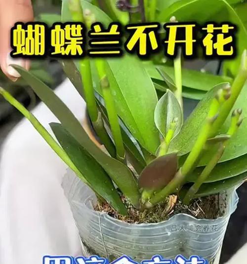 蝴蝶兰养护指南（打造繁花似锦的蝴蝶兰生活）