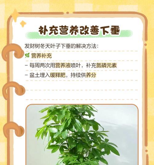 发财树下垂了怎么办？挽救你家财源不断的方法！（发财树变软下垂？快来看看这些方法吧，）