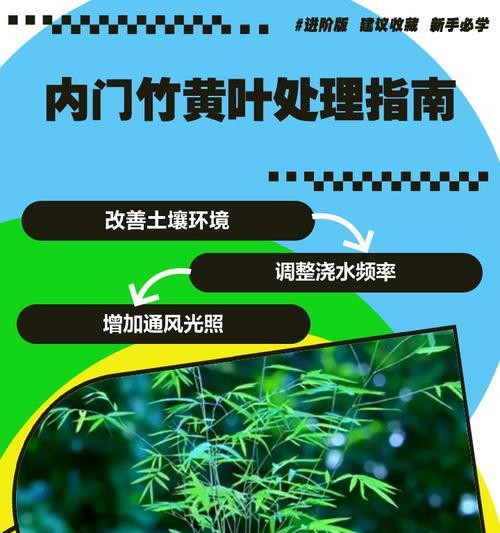 紫竹叶子变黄了怎么办？（教你一招恢复紫竹叶片的绿意）