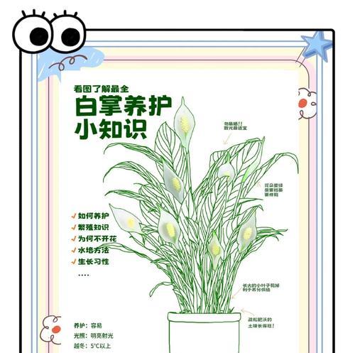 白掌花上有虫害怎么办？（针对白掌花虫害问题的解决方案和防治方法）