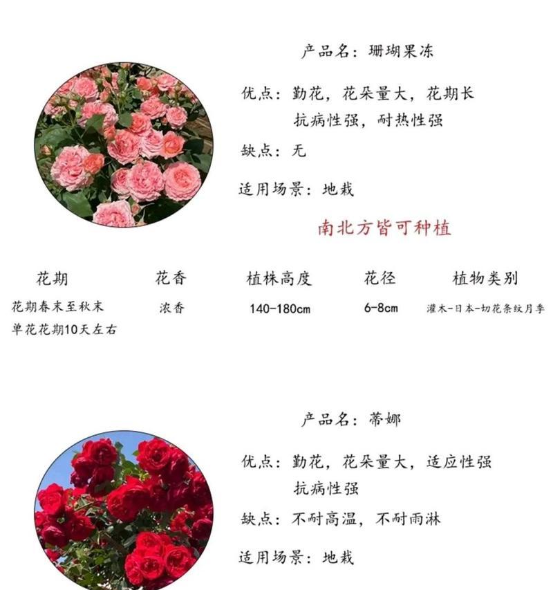 如何让月季开花更多（提升月季花朵数量的关键方法与技巧）