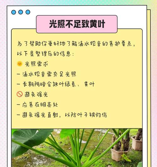 水滴观音芋头叶的功效与食用方法（探索水滴观音芋头叶的神奇之处，了解它对健康的益处）