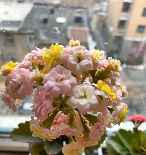 以色彩为主题的花卉养殖指南（打造多彩花园的秘诀与技巧）