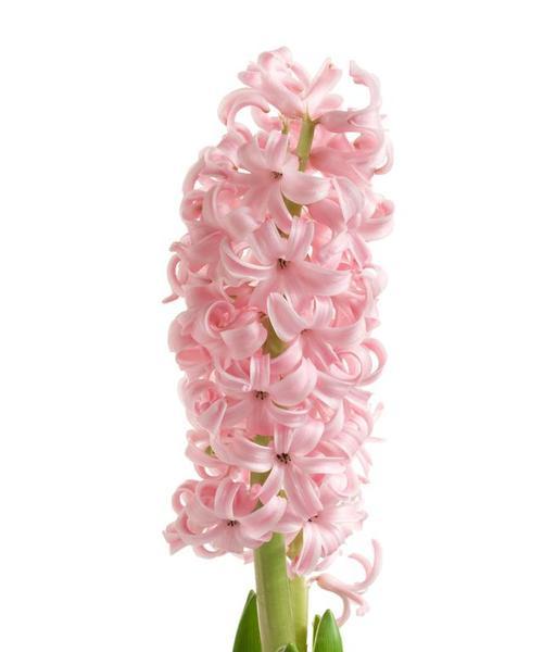 风信子花为何会蔫萎？（探究风信子花蔫萎的原因及处理方法）
