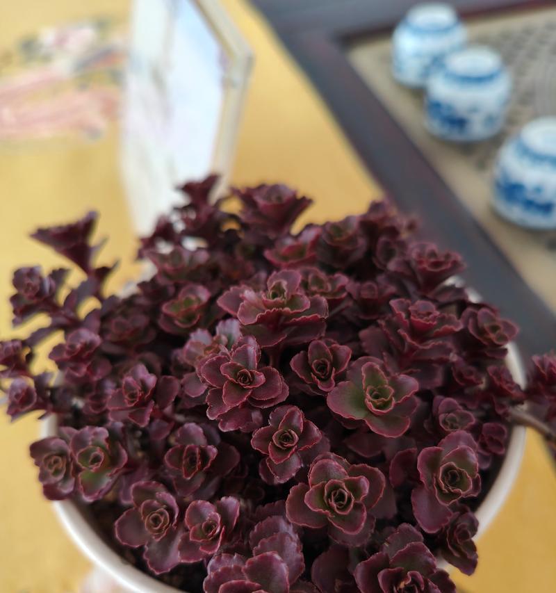 多肉小球玫瑰老桩种植指南（从收到到开花，轻松种植多肉小球玫瑰）