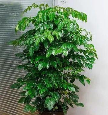 口红花盆栽的养护指南（打造艳丽花坛，满足你的绿植梦想）