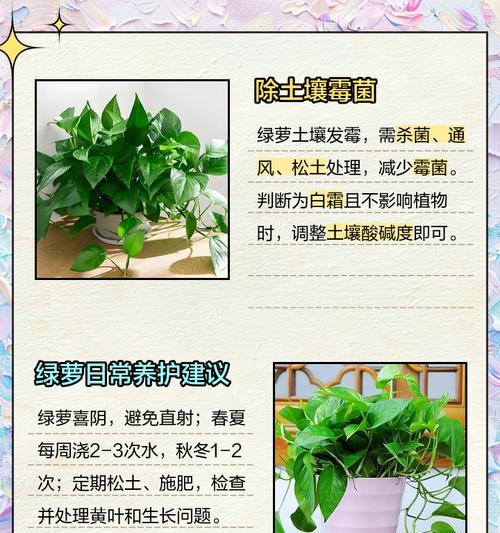 绿萝表面油油的原因及处理方法（了解绿萝表面油油现象，轻松解决问题）
