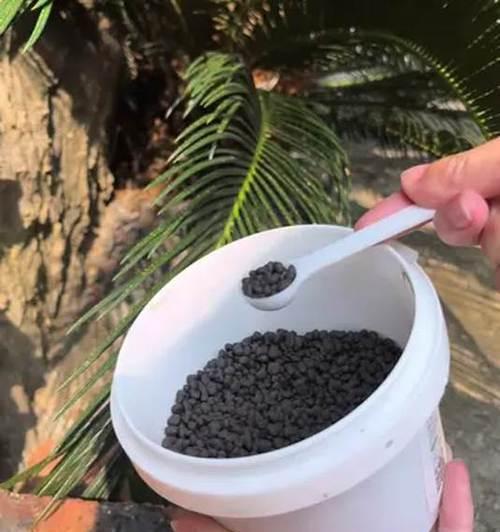 铁树施肥方法及注意事项（掌握正确的施肥技巧，让铁树更加茁壮生长）