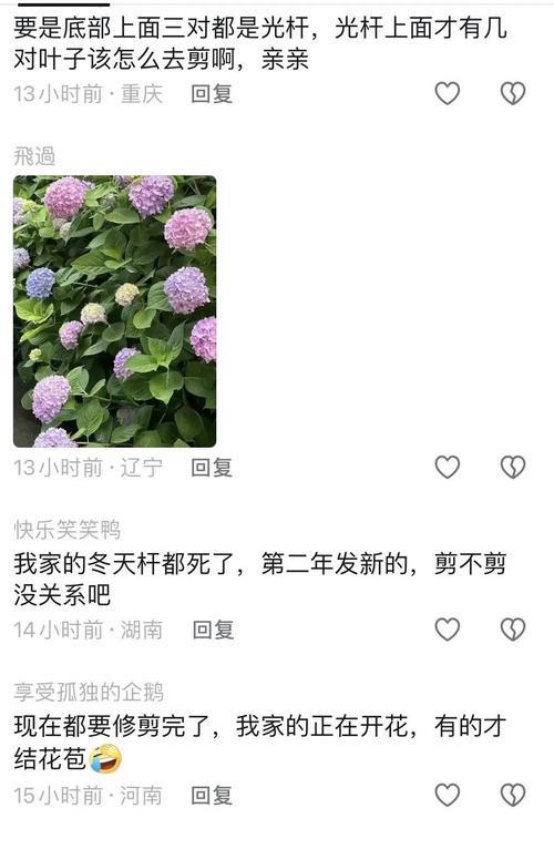 绣球花谢了怎么修剪（教你如何正确修剪谢了的绣球花，轻松打造美丽花园）