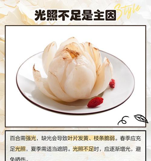 百合叶子黄了怎么养球？（教你轻松恢复健康的百合球养护方法）