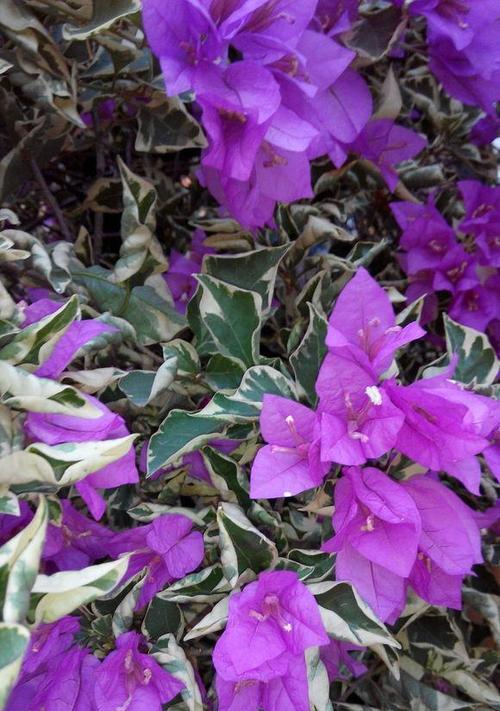 探秘三角梅花和叶起盐花之美（发现盐花的奇妙世界）