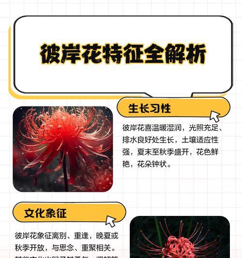 彼岸花（一朵妖艳而迷人的花，能让人心神俱迷的秘密力量）