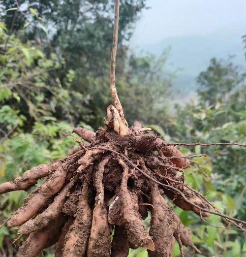 天门东的种植技巧与经验（探秘天门东的种植方法，打造独特花海）