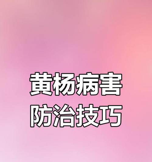 小黄杨叶子枯萎怎么办？！（教你科学护理，让小黄杨重新焕发生机）