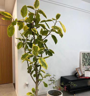 以榕树盆景放花框的养护技巧（打造独特花框，享受盆景之美）