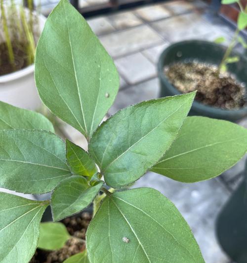 葵花起虫应对措施（关于葵花起虫的症状和治理方法）