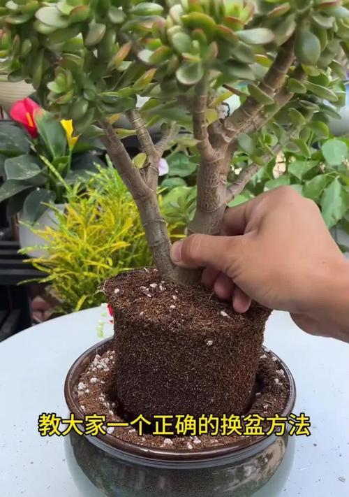 如何正确浇水以花盆换新土后的植物（植物换新土后的浇水技巧）