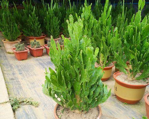 小仙人掌多肉种植指南（从选种到繁殖，打造属于自己的多肉花园）