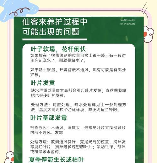 仙客来开花叶子黄的原因及处理方法（解析仙客来开花时叶子黄的原因和应对策略，让你的花朵重现生机）
