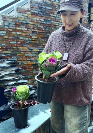 在家怎样养羽衣甘蓝（打造室内自家种植园，轻松享受新鲜甘蓝）