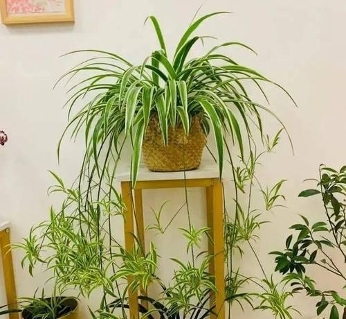 室内花草的养护技巧（打造绿色家居美丽生活）