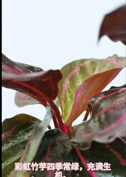 彩虹竹芋黄叶子怎么办？（解决彩虹竹芋黄叶子问题的方法与技巧）