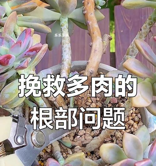 多肉茎歪了怎么办？（教你轻松解决多肉茎歪斜的问题）