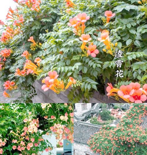 藤蔓串联花海的美丽（创意手法让花朵更有魅力）