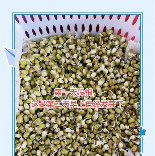 绿豆的种植与养护技巧（如何在水中种植绿豆？绿豆种植过程解析）