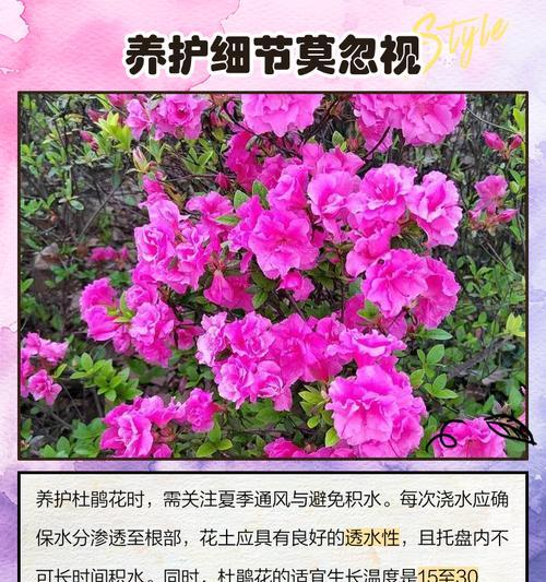 花卉养护知识（解决花卉枯死难题，从根本上改变植物健康状况！）