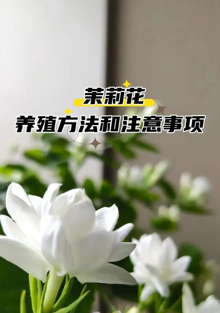 茉莉开春（茉莉开春换土关键步骤详解）